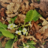 End of Autumn, moving to Spring.