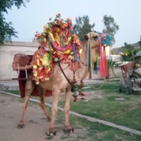 Camel at Kalar Kahar,Pakistan