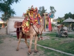 Camel at Kalar Kahar,Pakistan