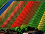 Colorful Tulips Field