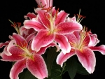 Pink Lilies