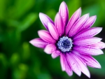 Wet Purple Daisy
