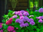 Season  of hydrangeas