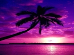 Purple Beach