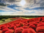 Hitachi Seaside Park