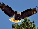 Bald Eagle Landing