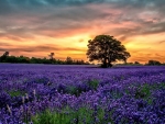 Golden Sunset over the Lavender Field