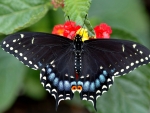 Black Butterfly on a Tiny red Flowers