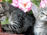 Tabby Kittens in a Brown Basket