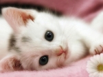 â™¥kittyâ™¥