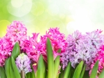 Spring Hyacinths