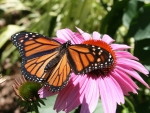 A Monarch Butterfly