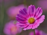 Purple Cosmos Close-up