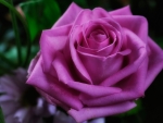Pure Pink Rose