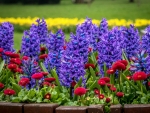 Hyacinths and Bellis
