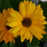 Yellow Flower