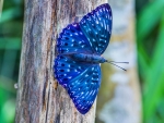 Blue Butterfly
