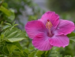 Hibiscus,Chinese Rose