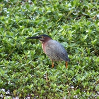 Green Heron