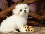 Lovely White Puppy