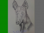 Podenco