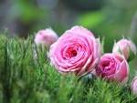 Pink Roses