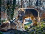 Wolves Couple