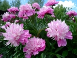 Pink Peonies
