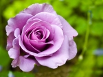 Purple Rose