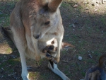 Mum and baby Kangaroo
