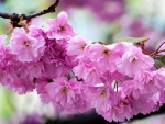 Pink Cherry Blossom
