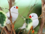 Cute White Birds