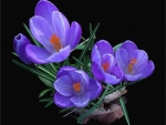 Crocus
