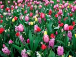 Spring Tulips and Hyacinths