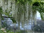 Lovely Wisteria