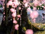 Cherry Blossoms