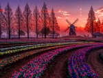 Tulips farm in Japan