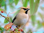 Waxwing Bird on the Branch