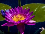 Purple Water Lily