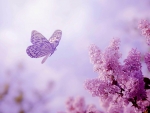 Lilacs and Butterfly
