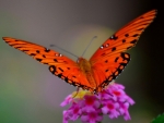 Butterfly on Flowers