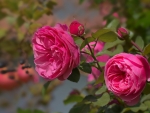 Pink Roses and Buds