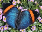 Beautiful Butterfly