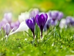 Field of Flowering Crocus