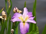 Iris