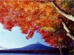 Fuji In Autumn