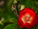 Red Rose and Buds