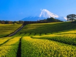 Fuji Tea Fields
