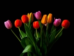 Spring Tulips