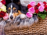 Flower Basket